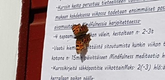 Perhonenkin oli sitä mieltä, että Pitkälle 8-viikon Sallivan Läsnäolon kurssille kannattaa osallistua :) Hevoset ovat laitumella heinäkuun, joten Tervetuloa elokuun alusta lähtien!